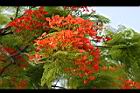 鳳凰木-花05.jpg
