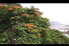 鳳凰木-花40.jpg