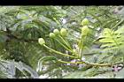 鳳凰木-花苞00.jpg