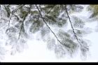 鳳凰木-葉03.jpg