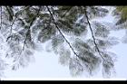 鳳凰木-葉04.jpg