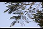 鳳凰木-葉05.jpg