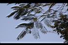 鳳凰木-葉06.jpg