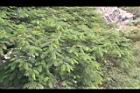 鳳凰木-葉11.jpg