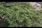鳳凰木-葉13.jpg
