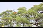 鳳凰木-葉16.jpg