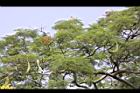 鳳凰木-葉17.jpg