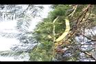 鳳凰木-青實0.jpg