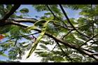 鳳凰木-青實00.JPG