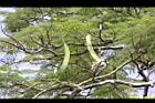 鳳凰木-青實3.jpg