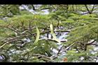 鳳凰木-青實4.jpg
