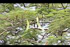 鳳凰木-青實5.jpg