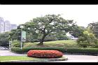 鳳凰木04.jpg