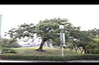 鳳凰木05.jpg