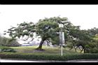 鳳凰木06.jpg