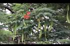 鳳凰木11.jpg