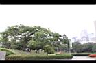 鳳凰木20.jpg