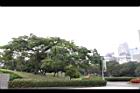 鳳凰木21.jpg
