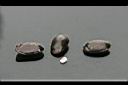 鳳梨釋迦-種子1.jpg
