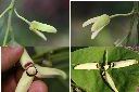鳳梨釋迦-花1.jpg