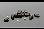 鳳梨釋迦-種子0.jpg