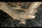 鳳梨釋迦-莖01.jpg
