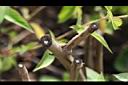 鳳梨鼠尾草-老莖.jpg