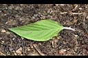 鳳梨鼠尾草-葉正.jpg