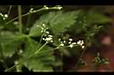鴨兒芹-花01.JPG