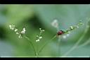 鴨兒芹-花05.jpg