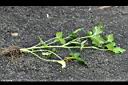 鴨兒芹18.jpg