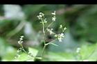 鴨兒芹-花04.jpg