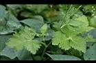 鴨兒芹-葉00.jpg