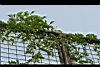 鴨腱藤-葉2.jpg