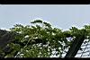 鴨腱藤-葉5.jpg