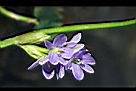 鴨舌草-花2.jpg