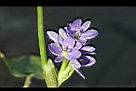 鴨舌草-花5.jpg