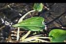 鴨舌草-葉1.jpg