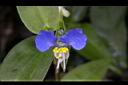 鴨跖草-花10.jpg