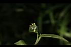 鴨跖草-實03.JPG