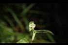 鴨跖草-實04.JPG