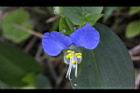 鴨跖草-花13.jpg