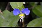 鴨跖草-花18.jpg