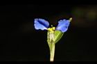 鴨跖草-花25.jpg