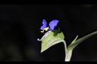 鴨跖草-花27.jpg
