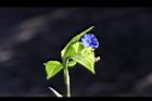 鴨跖草-花28.jpg