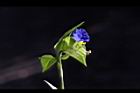鴨跖草-花29.jpg