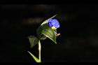 鴨跖草-花30.jpg