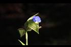 鴨跖草-花31.jpg