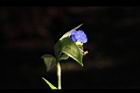 鴨跖草-花32.jpg